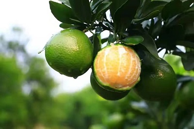 華逸府聯(lián)手德慶皇帝柑，為您帶來入冬的第一口甜~~