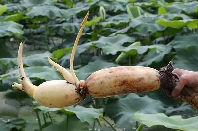 華逸府聯(lián)手湖北洪湖藕、江永芋頭，為您帶來健康原生態(tài)食材
